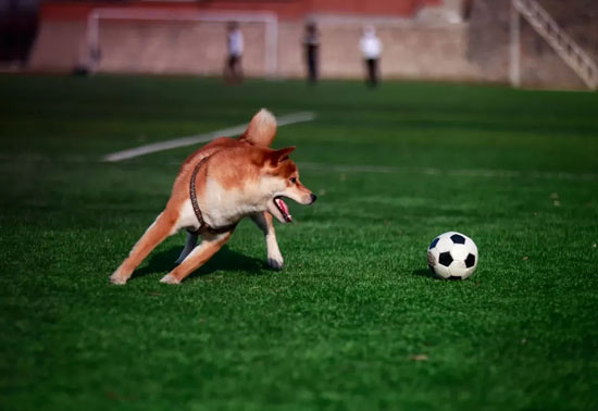 84f3e15c8c164d6b900afcab19cf4e65