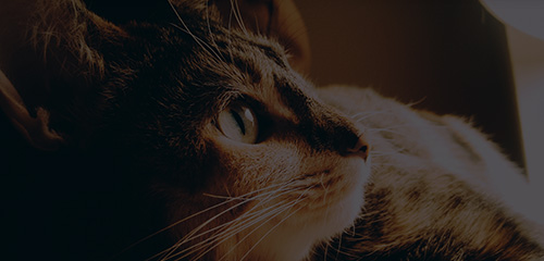 �������ʹ���-��Ӫ��ȫ,����һ·�ɳ�